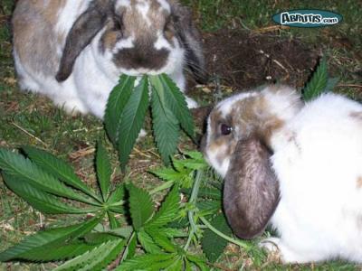 ha!les lapin droguer!mdr