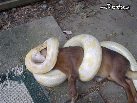 putain il a fain!!!!